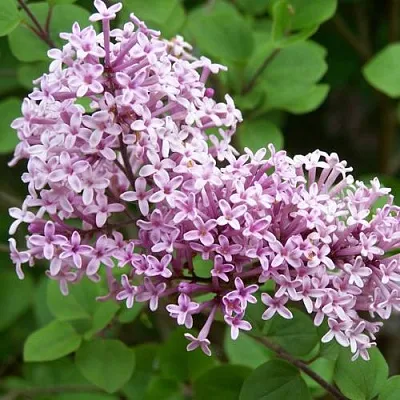 Сирень ПАЛИБИН   Сирень ПАЛИБИН  в Волгограде