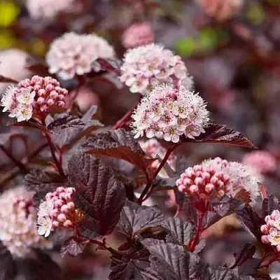 Пузыреплодник АНДРЕ   Пузыреплодник АНДРЕ  в Волгограде