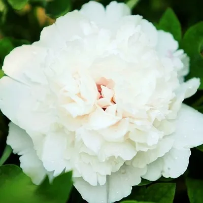 Пион СНЕЖНАЯ КРЕПОСТЬ древовидный в Волгограде