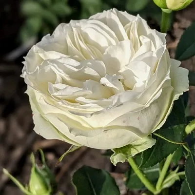 Саженцы роз ВАЙТ ПИАНО чайно-гибридная  Саженцы роз ВАЙТ ПИАНО чайно-гибридная в Волгограде