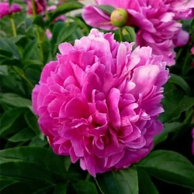 Пион ФЕЛИКС КРАУССЕ травянистый  Пион ФЕЛИКС КРАУССЕ травянистый в Волгограде