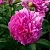 Пион ФЕЛИКС КРАУССЕ травянистый в Волгограде