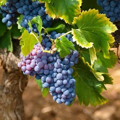 Виноград ЗИЛГА  Виноград ЗИЛГА в Волгограде