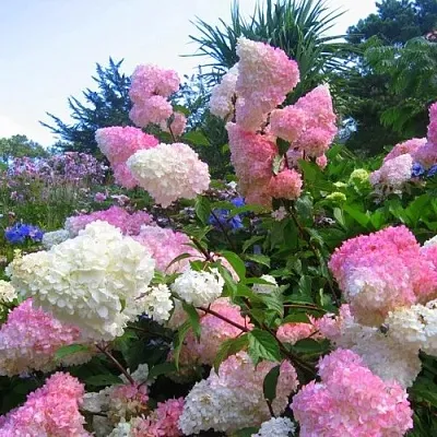 Гортензия ВАНИЛЛА ФРАЙЗ метельчатая  Гортензия ВАНИЛЛА ФРАЙЗ метельчатая в Волгограде