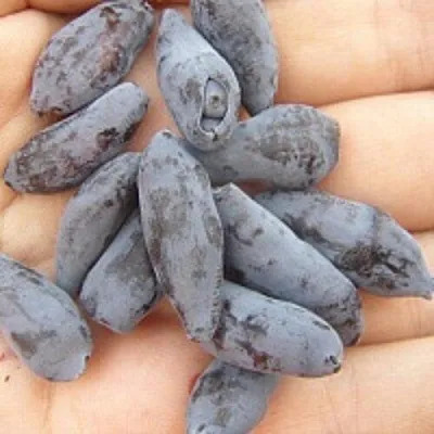 Жимолость съедобная ЧУЛЫМСКАЯ в Волгограде