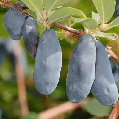 Жимолость съедобная СИНИЙ УТЕС в Волгограде