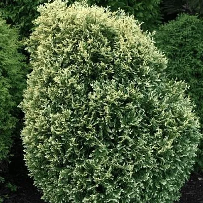 Туя ЛИТОМИШИЛ западная  Туя ЛИТОМИШИЛ западная в Волгограде