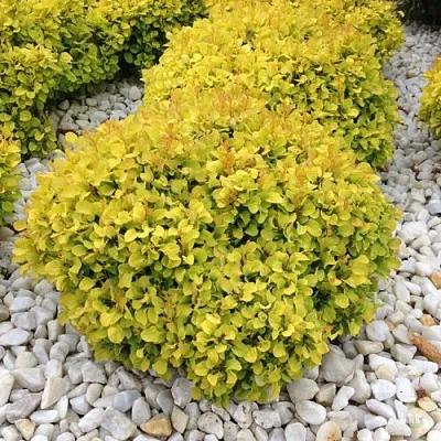 Барбарис БОНАНЗА ГОЛД тунберга  Барбарис БОНАНЗА ГОЛД тунберга в Волгограде