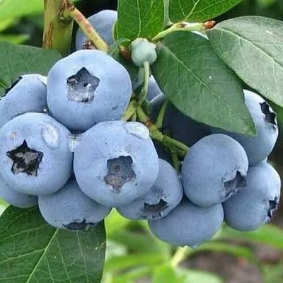 Голубика БЛЮЭТТА в Волгограде