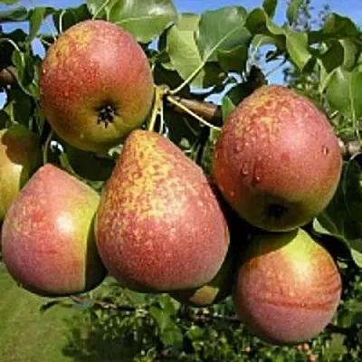 Груша МРАМОРНАЯ  Груша МРАМОРНАЯ в Волгограде