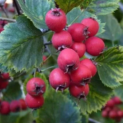 Боярышник АРНОЛЬДА в Волгограде