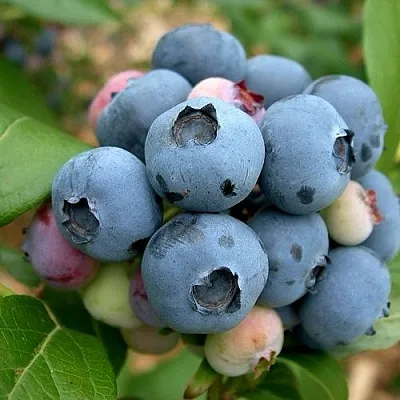 Голубика КОЛЛИНЗ в Волгограде