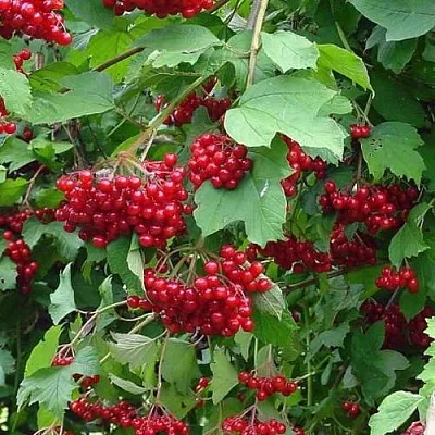 Калина КОМПАКТУМ  Калина КОМПАКТУМ в Волгограде