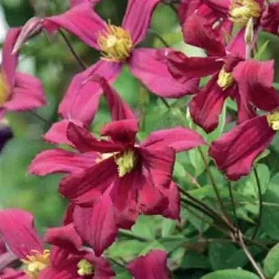 Клематис СТРОУБЕРРИ ФИЛДС  Клематис СТРОУБЕРРИ ФИЛДС в Волгограде