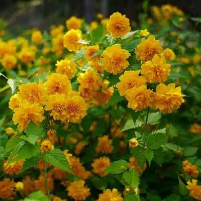 Керрия японская ПЛЕНИФЛОРА  Керрия японская ПЛЕНИФЛОРА в Волгограде