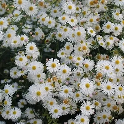 Болтония СНОУБЭНК в Волгограде