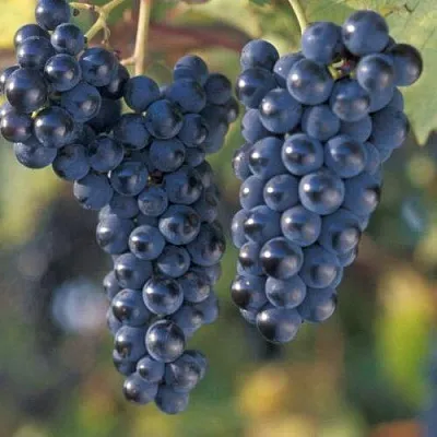 Виноград МАРКЕТТ  Виноград МАРКЕТТ в Волгограде