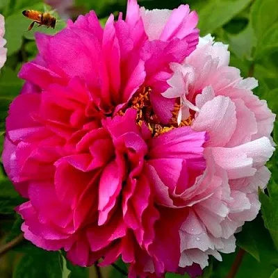 Пион ДВЕ СЕСТРЫ древовидный в Волгограде