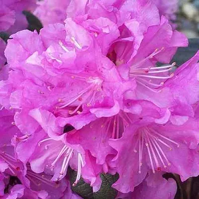 Рододендрон П.Ж.М. ЭЛИТ  Рододендрон П.Ж.М. ЭЛИТ в Волгограде