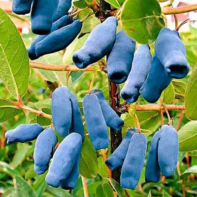 Жимолость съедобная НИМФА (ГАММА) в Волгограде