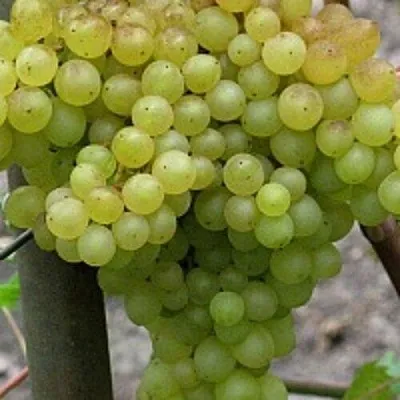 Виноград КИШМИШ 342  Виноград КИШМИШ 342 в Волгограде