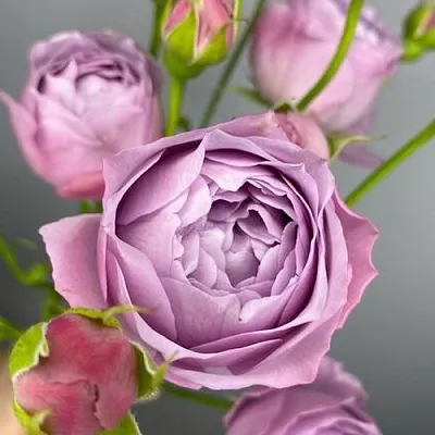 Саженцы роз ЛАВЕНДЕР БАБЛС спрей  Саженцы роз ЛАВЕНДЕР БАБЛС спрей в Волгограде