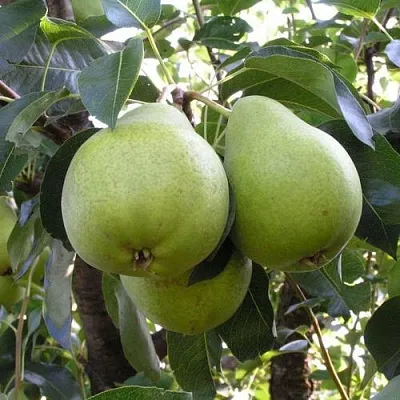 Груша МАСЛЯНИСТАЯ ЛЕТНЯЯ  Груша МАСЛЯНИСТАЯ ЛЕТНЯЯ в Волгограде