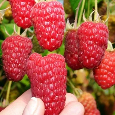 Малина МОСКОВСКИЙ ВЕЛИКАН в Волгограде