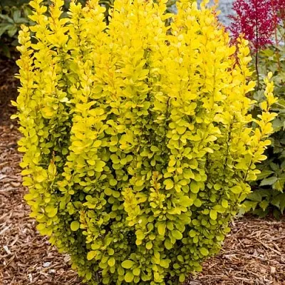 Барбарис ГОЛДЕН ТОРЧ тунберга  Барбарис ГОЛДЕН ТОРЧ тунберга в Волгограде