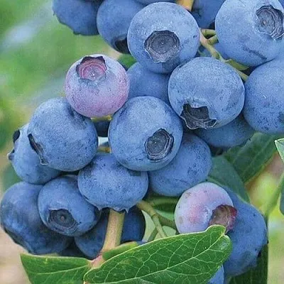 Голубика ЭРЛИБЛЮ в Волгограде