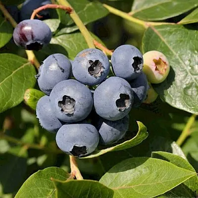 Голубика ШАНТЕКЛЕР в Волгограде