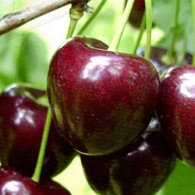 Черешня РОССОШАНСКАЯ КРУПНАЯ  Черешня РОССОШАНСКАЯ КРУПНАЯ в Волгограде