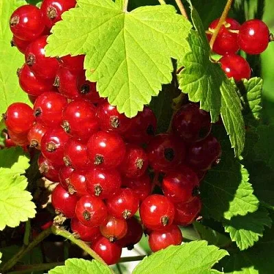 Смородина красная ГАЗЕЛЬ  Смородина красная ГАЗЕЛЬ в Волгограде