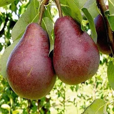 Груша с красной мякотью КРАСНАЯ ИЗ СААРЕМА  Груша с красной мякотью КРАСНАЯ ИЗ СААРЕМА в Волгограде