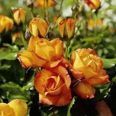 Саженцы роз САХАРА плетистая  Саженцы роз САХАРА плетистая в Волгограде