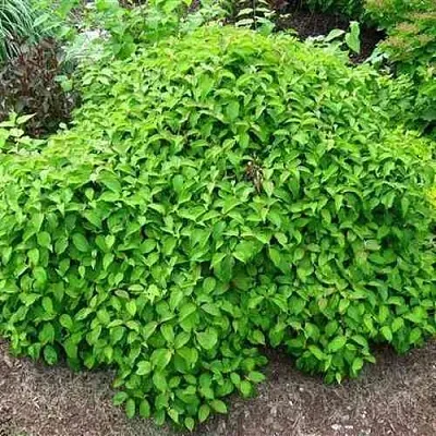 Дерен КЕЛСЕИ шелковистый   Дерен КЕЛСЕИ шелковистый  в Волгограде