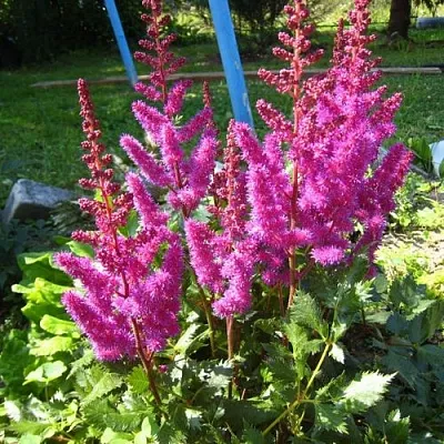 Астильба ЭЛИЗАБЕТ ВАН ВИН японская в Волгограде