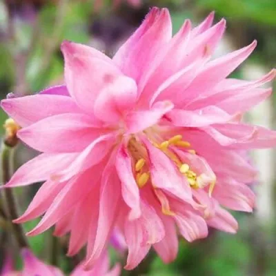 Аквилегия БАРЛОУ ПИНК гибрид МакКаны — описание сорта Аквилегия БАРЛОУ ПИНК гибрид МакКаны в Волгограде