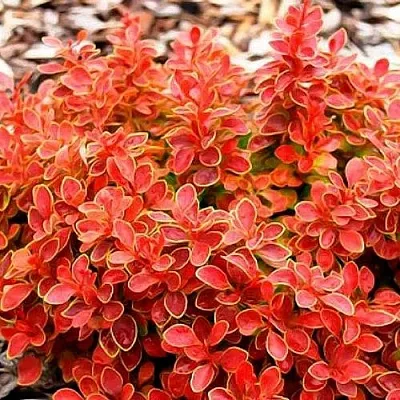 Барбарис КОРАЛ тунберга  Барбарис КОРАЛ тунберга в Волгограде