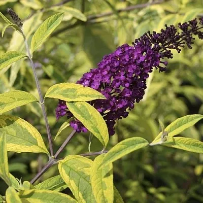 Буддлея давида САНТАНА   Буддлея давида САНТАНА  в Волгограде