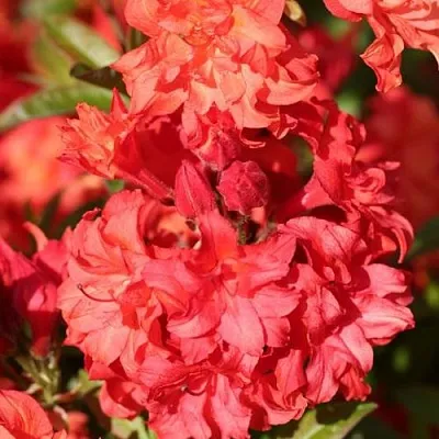 Азалия ФОЙЕРКОПФЕН крупноцветковая  Азалия ФОЙЕРКОПФЕН крупноцветковая в Волгограде