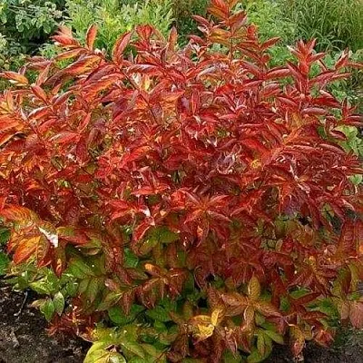 Вейгела ОГНЕННЫЕ КРЫЛЬЯ  Вейгела ОГНЕННЫЕ КРЫЛЬЯ в Волгограде