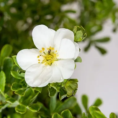 Лапчатка СНОУБЕРД кустарниковая  Лапчатка СНОУБЕРД кустарниковая в Волгограде