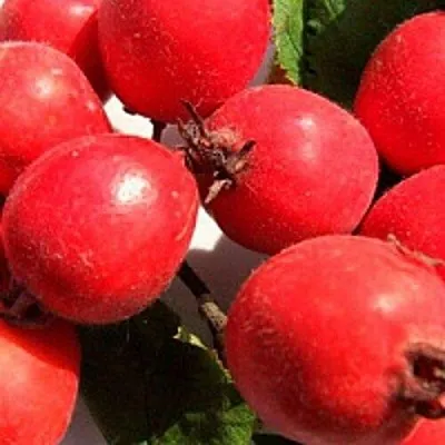 Боярышник КРУПНОПЛОДНЫЙ в Волгограде