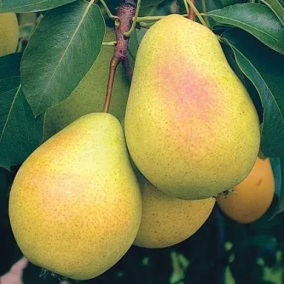 Груша МЛИЕВСКАЯ РАННЯЯ  Груша МЛИЕВСКАЯ РАННЯЯ в Волгограде