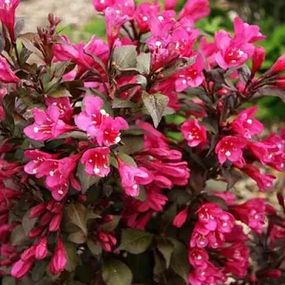 Вейгела БЛЭК РУБИ  Вейгела БЛЭК РУБИ в Волгограде