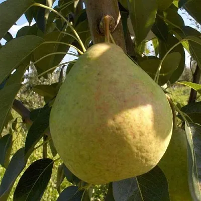 Груша СЛАДКАЯ ИЗ МЛИЕВА  Груша СЛАДКАЯ ИЗ МЛИЕВА в Волгограде