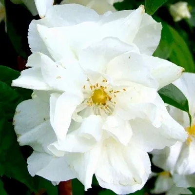 Жасмин РОЗАЦЕ в Волгограде