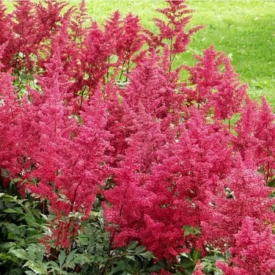 Астильба СКАЙСКРЕЙПЕР китайская в Волгограде