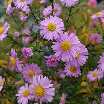 Астра СТРОУБЕРРИ ЭНД КРИМ новобельгийская в Волгограде